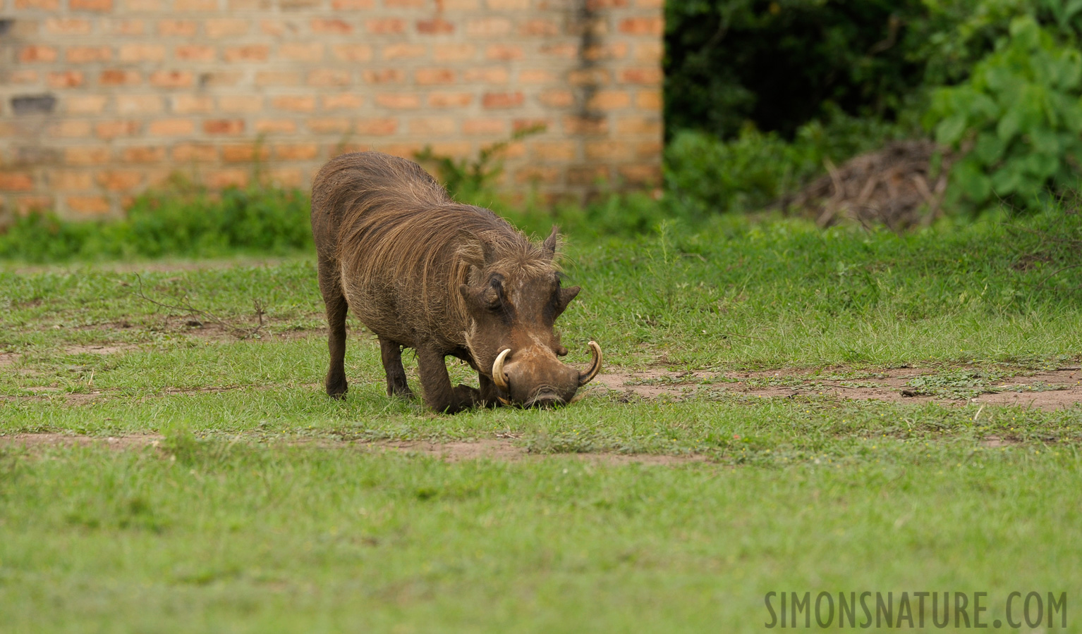 Phacochoerus africanus africanus [400 mm, 1/500 Sek. bei f / 6.3, ISO 400]